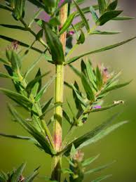 Image result for Blutweiderich