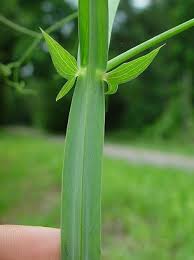 Attēlu rezultāti vaicājumam “Lathyrus latifolius bud”