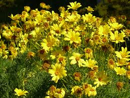 Image result for Coreopsis