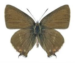 Attēlu rezultāti vaicājumam “Satyrium w-album underside”