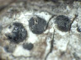 Attēlu rezultāti vaicājumam “Acrocordia gemmata”