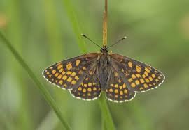 Attēlu rezultāti vaicājumam “Mellicta athalia”