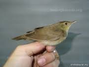 Image result for Locustella fluviatilis