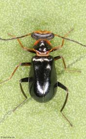 Attēlu rezultāti vaicājumam “Malachidae”