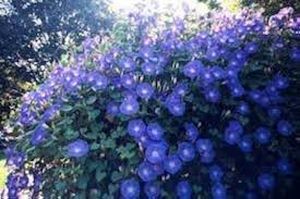 Image result for Ipomoea Heavenly Blue