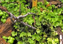 Attēlu rezultāti vaicājumam “Adoxa moschatellina”