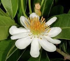 Attēlu rezultāti vaicājumam “Lycogala roseosporum sessile”