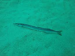 Attēlu rezultāti vaicājumam “Belone belone”