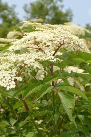 Attēlu rezultāti vaicājumam “Sambucus”