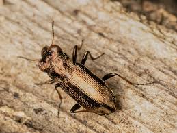 Attēlu rezultāti vaicājumam “Notiophilus palustris”