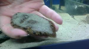 Image result for Liopsetta glacialis