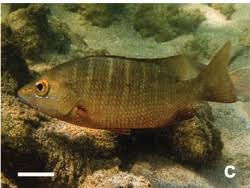 Image result for Lutjanus alexandrei