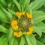 Attēlu rezultāti vaicājumam “Erysimum cheiranthoides flower”
