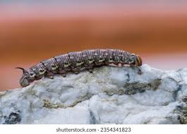 Attēlu rezultāti vaicājumam “Sphinx pinastri larva”