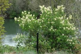 Attēlu rezultāti vaicājumam “Sambucus racemosa”