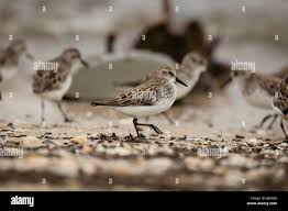 Image result for Calidris pusilla