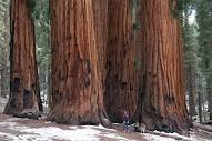 きこりん世界の森 世界最大の樹木「ジャイアント・セコイア」生きる ...
