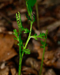 Attēlu rezultāti vaicājumam “Botrychium matricariifolium”