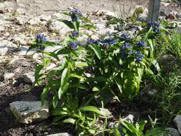 Attēlu rezultāti vaicājumam “Gentiana cruciata leaf”