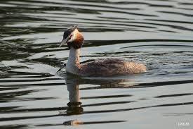 Attēlu rezultāti vaicājumam “Podiceps cristatus”