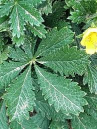 Attēlu rezultāti vaicājumam “Potentilla reptans flower”