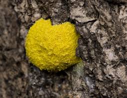 Attēlu rezultāti vaicājumam “Fuligo cinerea macro”