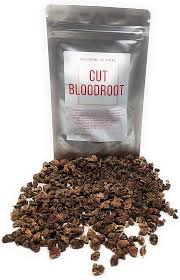 Attēlu rezultāti vaicājumam “Potentilla erecta fruit”