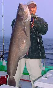 Image result for Seabrook Sea Anglers Association