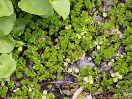 Image result for Lysimachia nummularia