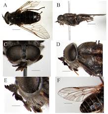 Attēlu rezultāti vaicājumam “Tabanidae”