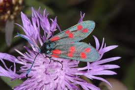 Attēlu rezultāti vaicājumam “Zygaena filipendulae”