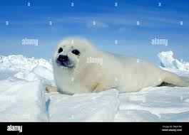 Image result for Pagophilus groenlandicus