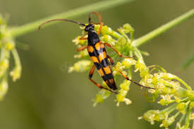 Attēlu rezultāti vaicājumam “Strangalia attenuata”