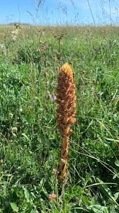 Attēlu rezultāti vaicājumam “Orobanche elatior flower”