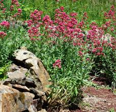 Attēlu rezultāti vaicājumam “Valerianaceae”