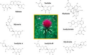 Image result for Silybum marianum