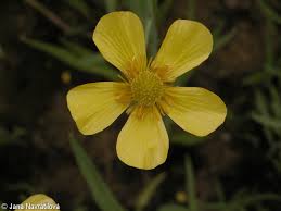 Attēlu rezultāti vaicājumam “Ranunculus lingua flower”
