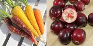 Attēlu rezultāti vaicājumam “Carex pseudocyperus fruit”