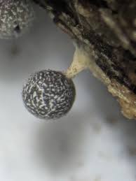 Attēlu rezultāti vaicājumam “Physarum, Nannengaella sp.”