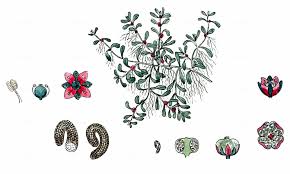 Attēlu rezultāti vaicājumam “Elatine hydropiper leaf”