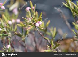 Attēlu rezultāti vaicājumam “Andromeda polifolia bud”