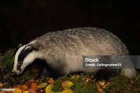 Attēlu rezultāti vaicājumam “Meles meles adult”