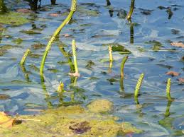 Attēlu rezultāti vaicājumam “Potamogeton lucens”