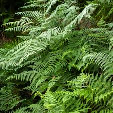 Attēlu rezultāti vaicājumam “Thelypteris palustris”