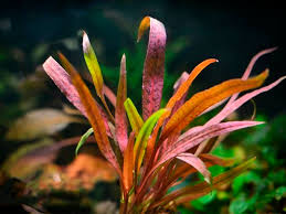 Attēlu rezultāti vaicājumam “Cribraria costata stalked”