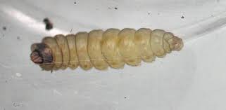 Attēlu rezultāti vaicājumam “Lyonetiidae”