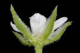 Attēlu rezultāti vaicājumam “Moehringia trinervia bud”