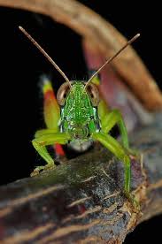 Attēlu rezultāti vaicājumam “Acrididae”