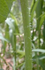 Attēlu rezultāti vaicājumam “Sinapis arvensis leaf”