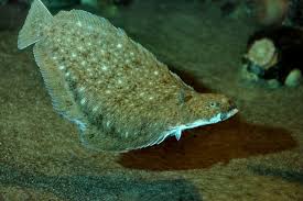 Image result for Solea solea